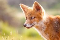 Red fox cub portrait by Pim Leijen thumbnail
