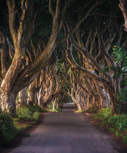 Donkere Hedges in Noord-Ierland in de ochtend