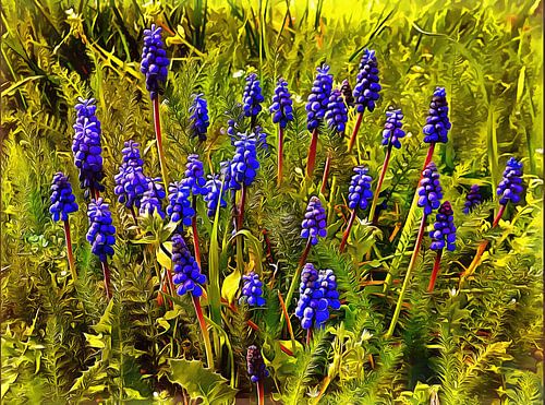 De verlegen druifhyacint