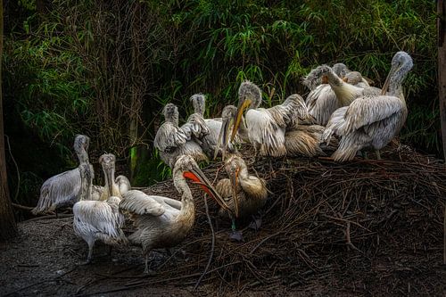 Pélicans réfrigérants