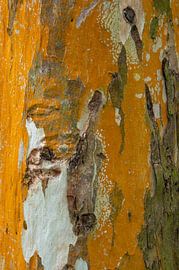 Natural Abstract II by Adri Vollenhouw