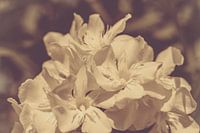 Vintage white hedge flowers