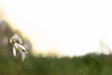 Perce-neige dans l'herbe. sur Patricia van Kuik