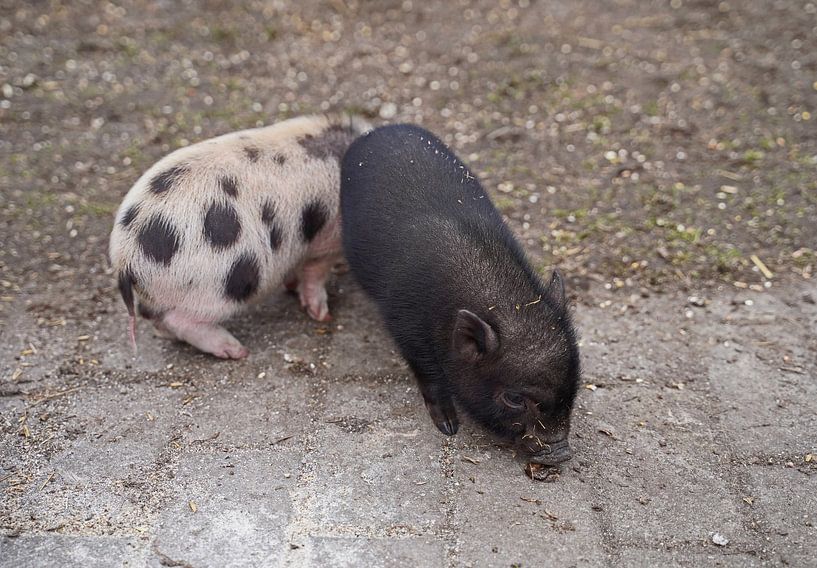 Minischwein Ferkel beim ersten Ausgang auf dem Hof. von Babetts Bildergalerie