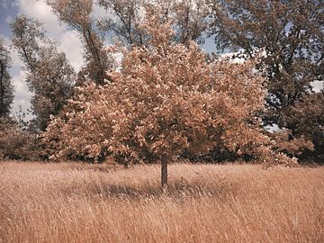 Serie "Herfstsfeer in Bünde" IV van Momentaufnahme | Marius Ahlers