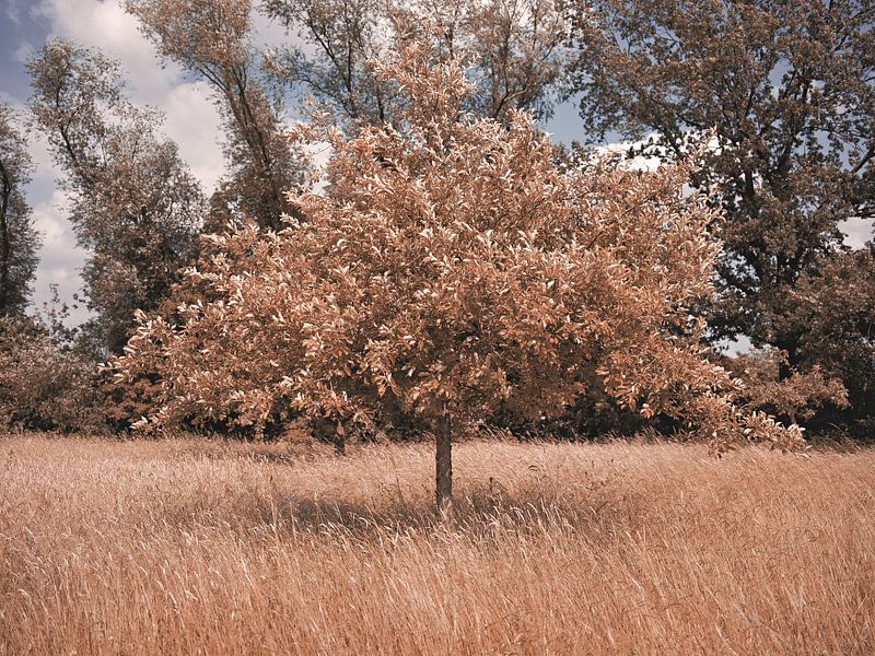 Série &quot;Ambiance automnale à Bünde&amp;quot ; IV par Momentaufnahme | Marius Ahlers