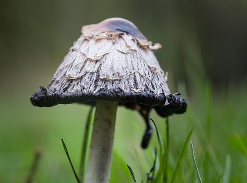 Close-up van Inktzwam