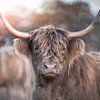 Ein neugieriger schottischer Highlander von Jaimy Leemburg Fotografie