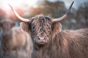 Ein neugieriger schottischer Highlander