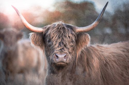 Een nieuwsgierige Schotse hooglander