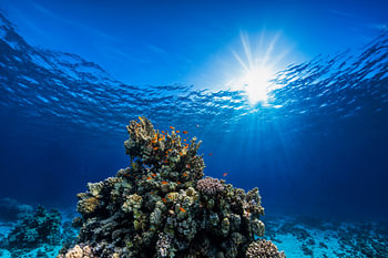 Een kleurrijk koraalrif in het zonlicht. Onderwaterfoto met vlagbaarsjes in de diepblauwe zee