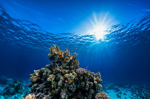 Een kleurrijk koraalrif in het zonlicht. Onderwaterfoto met vlagbaarsjes in de diepblauwe zee