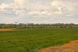 Kraniche auf einem geernteten Feld