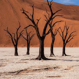 Arbres morts dans les dunes rouges du désert sur But First Framing