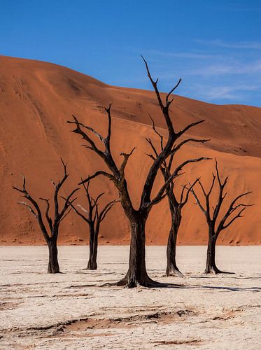 Arbres morts dans les dunes rouges du désert