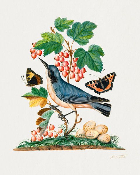 Subalpiene grasmus en eieren, aardbei, admiraal, wespcocon, mieren en cocons uit het Natural History van Studio POPPY