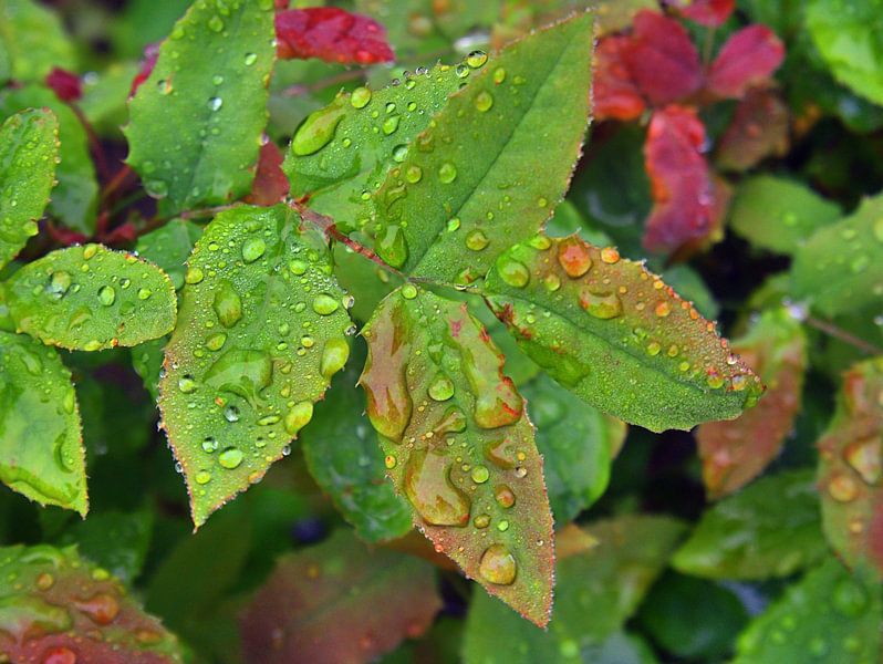 Feuilles de pluie par Edgar Schermaul