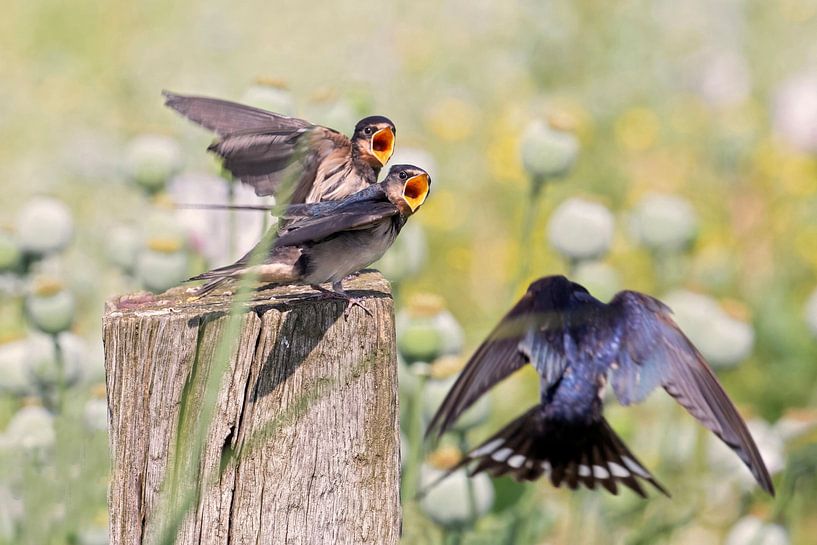 Barn swallow family at Zaamslag by Linda van der Veeken