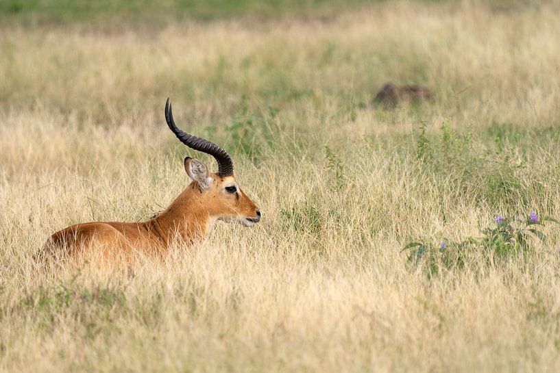 Uganda grass antelope (Kobus thomasi), Uganda by Alexander Ludwig