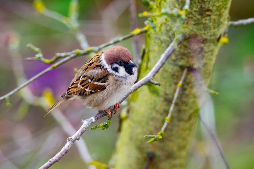 Ein Spatz sitzt auf einem Ast von ManfredFotos