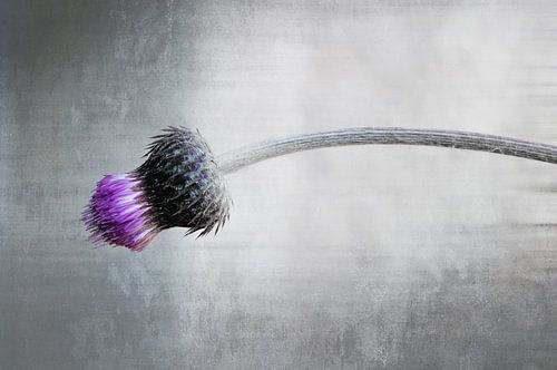 Élégance