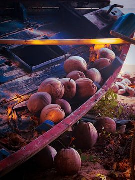 Coconuts in a fishing boat by Studio Patruschka