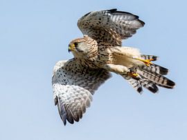 Kestrel with prey by Galerij van Gert-Jan van Veen