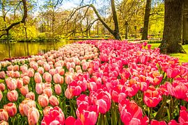 Een veld vol met tulpen sur Stedom Fotografie