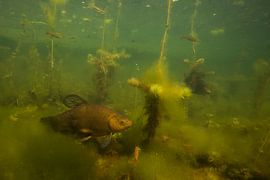 tanche dans le fossé hollandais