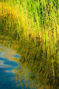Reflection reed grass on the shore of a lake abstract by Dieter Walther