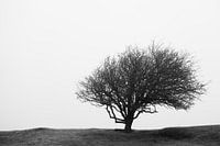 Winter Tree