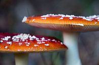 Agaric moucheté par Annieke Slob Aperçu