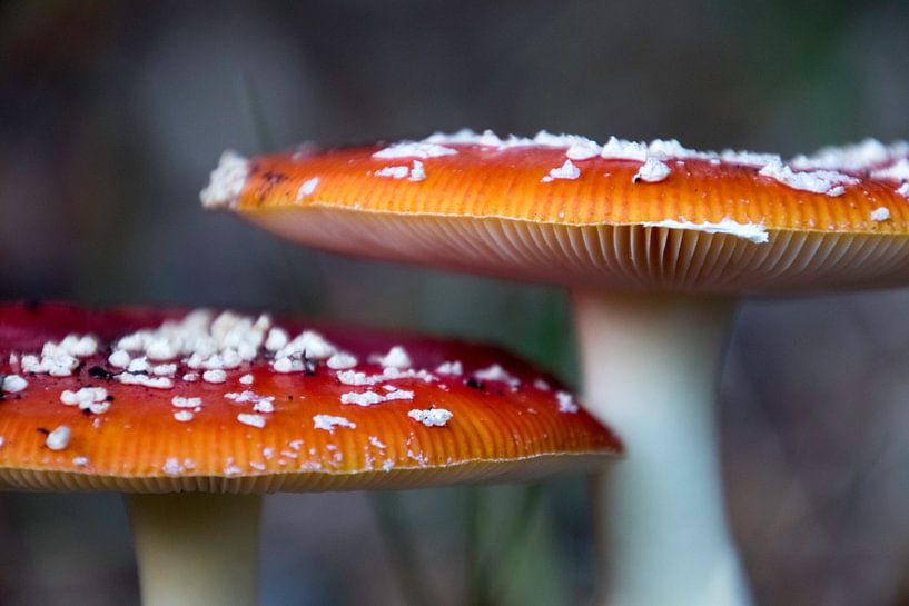 Agaric moucheté par Annieke Slob