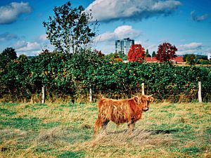 Contrastes : les Highlands écossais rencontrent les gratte-ciel modernes sur Momentaufnahme | Marius Ahlers