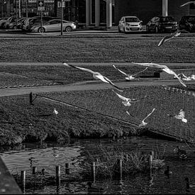 Gull feeding in Oosterheem by Ton Van Zeijl