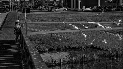 Mouette se nourrissant à Oosterheem