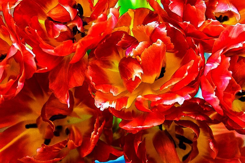 Tulpen uit Holland van 2BHAPPY4EVER photography & art