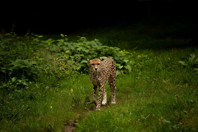 léopard par Luc Sijbers