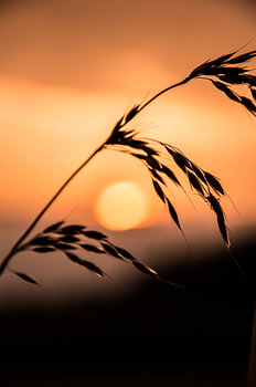Schilf vor Sonnenuntergang.