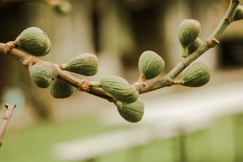 Groene sfeerfoto van de tuin by Petra Brouwer