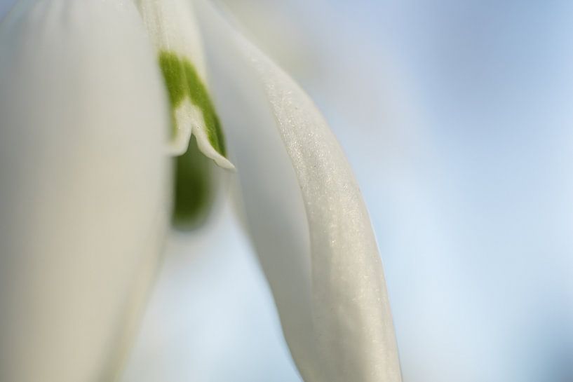 Gros plan d'un perce-neige par Gerrit Veldman