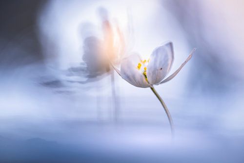 Bosanemonen in prachtig licht