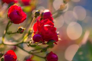 sonnige rote Rosen