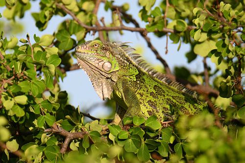 Iguanas in the bushes