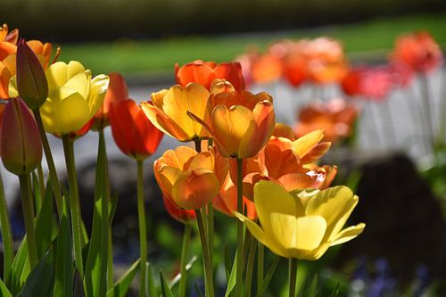 Tulpen in de tuin in de lente