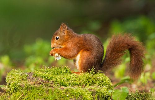 Red Squirrel  by Menno Schaefer