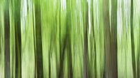 Donkere bomen in een groen bos