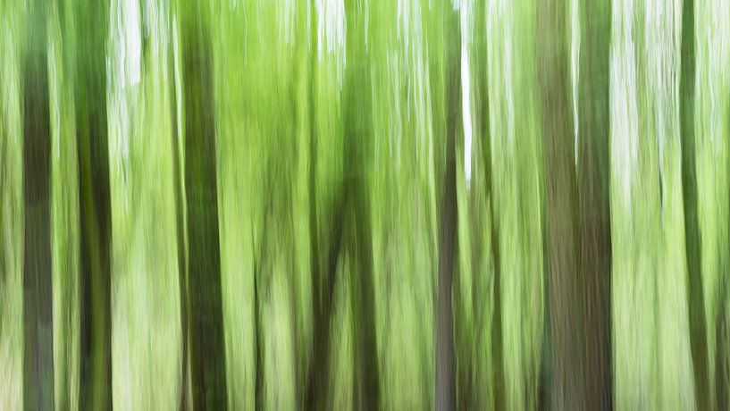 Des arbres sombres dans une forêt verte par KC Photography