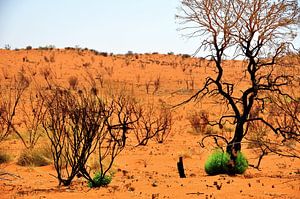 Überlebender der australischen Wüste