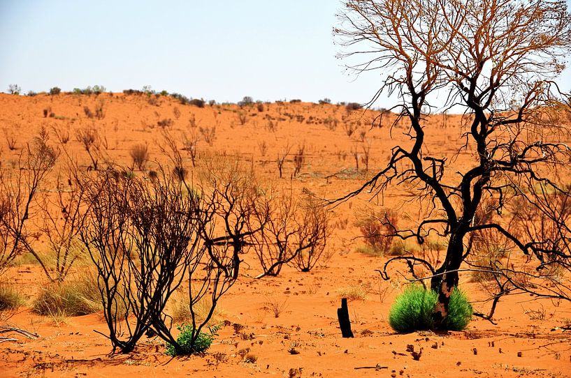 Surviving the Australian desert by Frank Photos